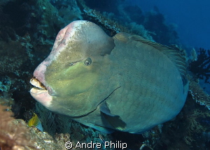 a rarely very close encounter with a bumphead parrotfish by Andre Philip 